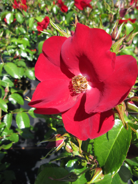 Bodendecker-Rose Apache